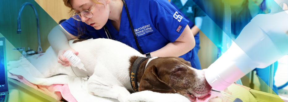 Vet and technician in an exam with a large dog, looking into animal's mouth and cleaning with a swab